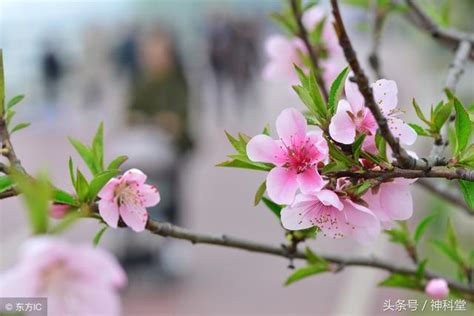 咸池桃花年|桃花全面解读